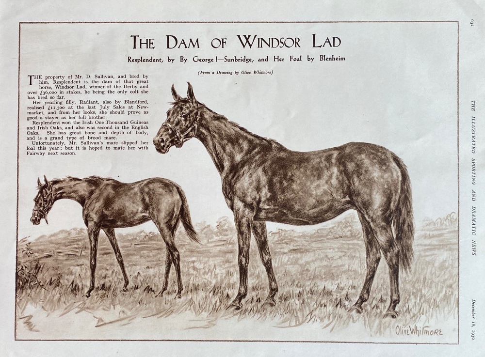 The Dam of Windsor Lad (Racehorse) - 1936