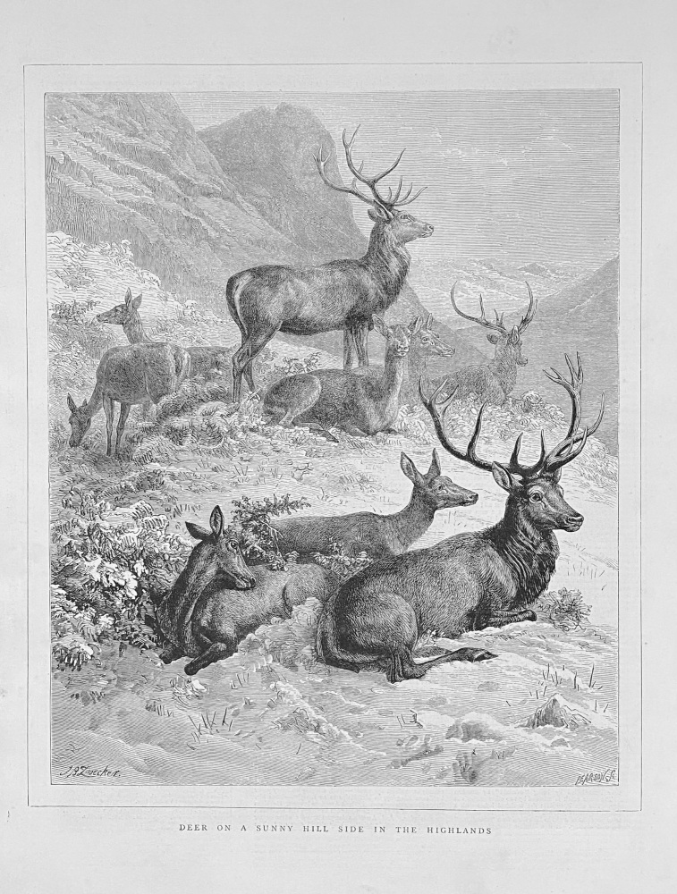 Deer on a Sunny Hill Side in the Highlands.  1872.