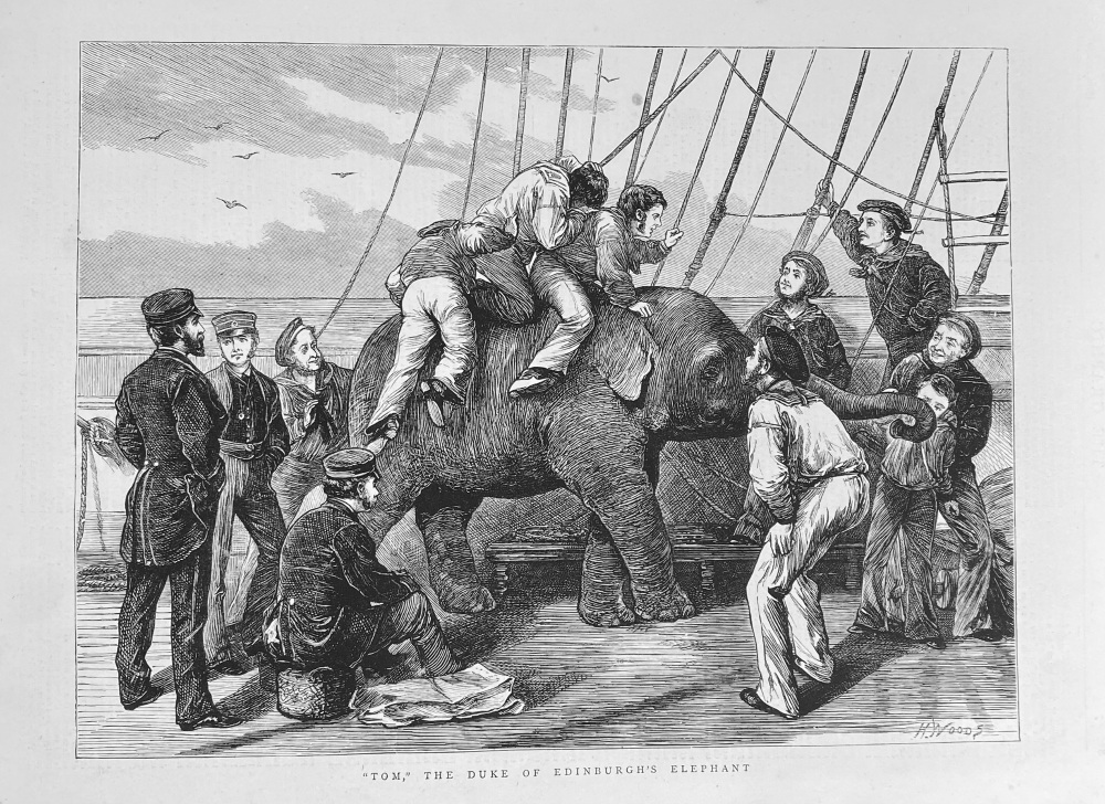 "Tom," The Duke of Edinburgh's Elephant. 1872.