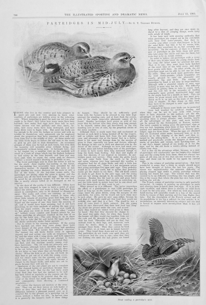 Partridges in Mid-July.- Written by G.  T.  Teasdale Buckell. 1905.