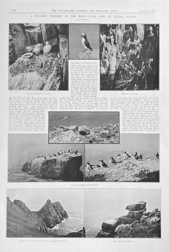A Sea-Bird Nursery in the West - Wild Life on Lundy Island.  1905.