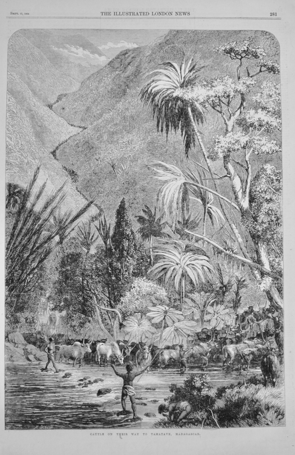 Cattle on their way to Tamatave, Madagascar - 1864