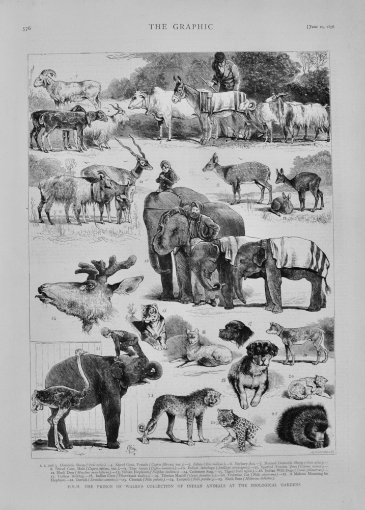 H.R.H. The Prince of Wales's Collection of Indian Animals - 1876