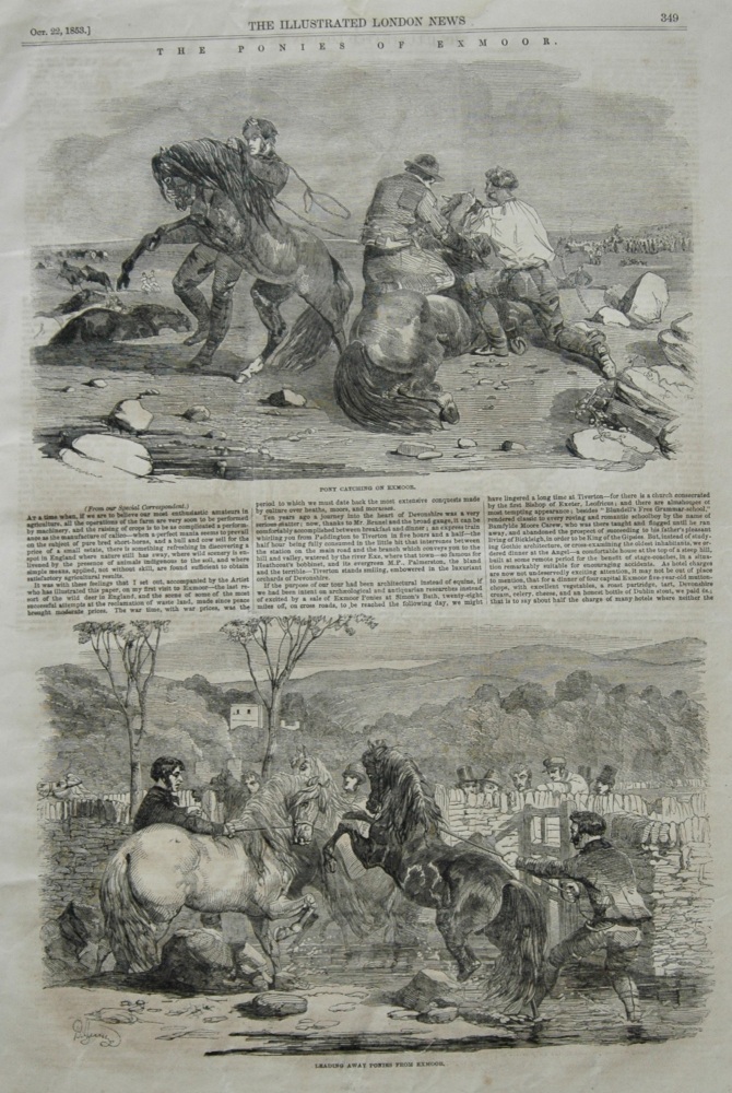 The Ponies of Exmoor - 1853