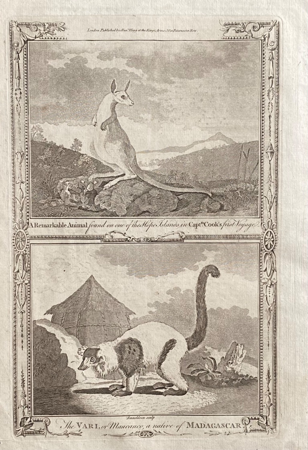 The VARI, or Maucauco, a native of MADAGASCAR.  1784.