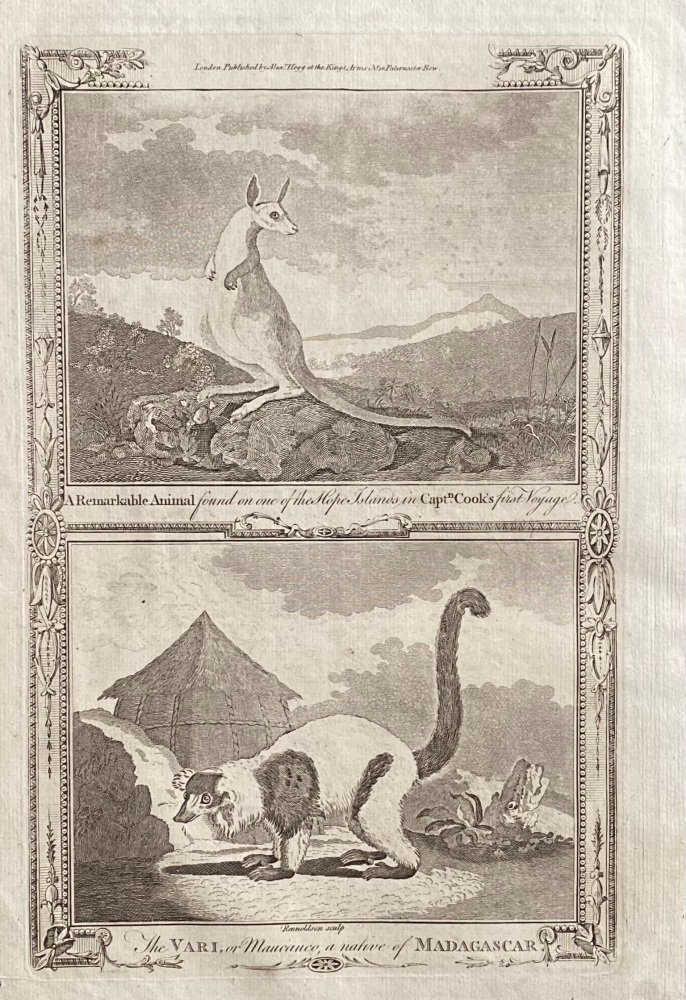 The VARI, or Maucauco, a native of MADAGASCAR.  1784 - 1786