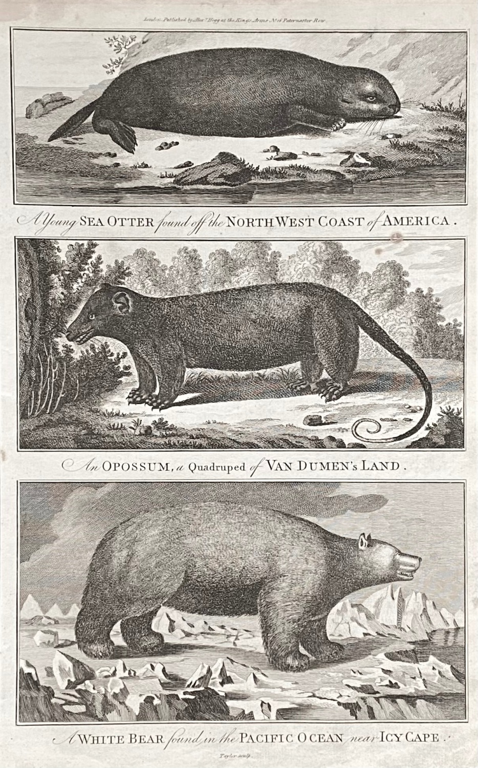 A Young SEA  OTTER  found off the NORTH  WEST  COAST  of  AMERICA.  1784-86