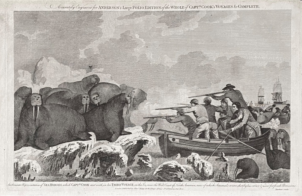 An Accurate Representation of SEA HORSES, which CAPT. COOK met with in his THIRD VOYAGE, on the Ice, near the West Coast of North America,, nine of wh