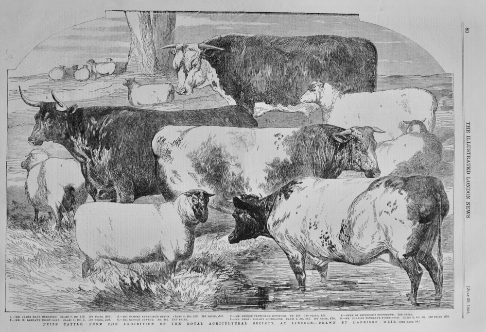 Prize Cattle at the Exhibition at Lincoln - 1854