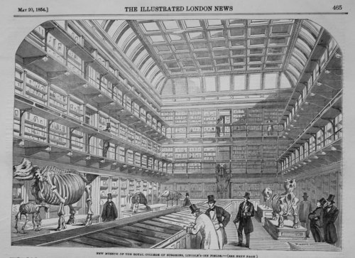 New Museum of the Royal College of Surgeons, Lincoln's-Inn Fields.