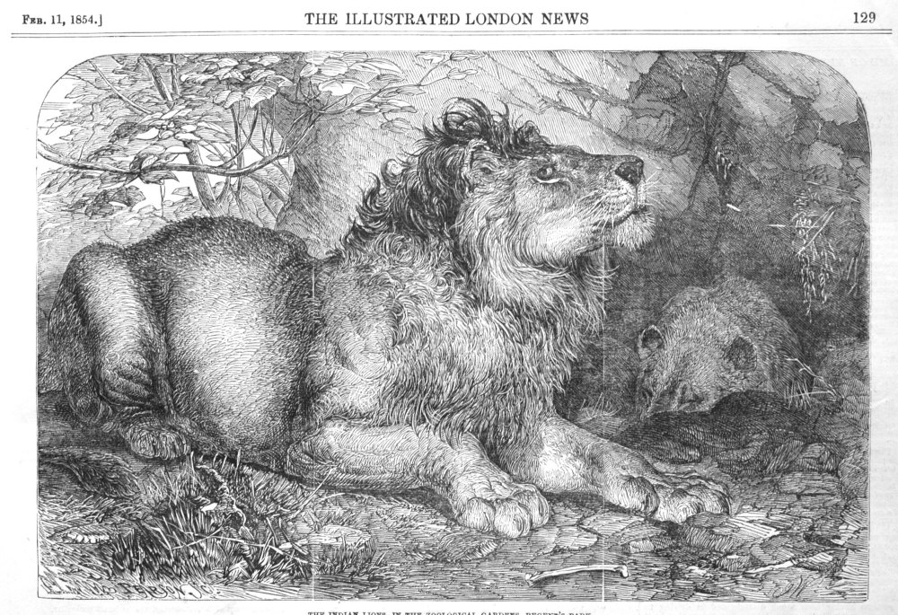 The Indian Lions, at the Zoological Gardens in the Regent's-Park.