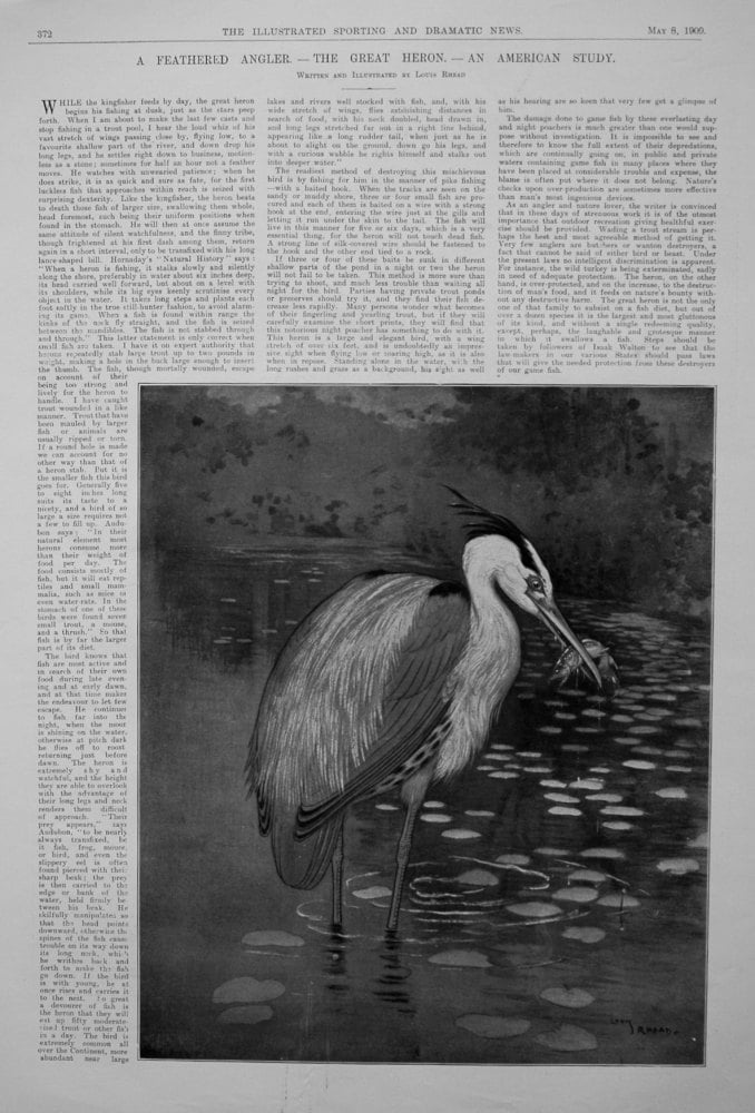 A Feathered Angler. - The Great Heron. - An American Study.