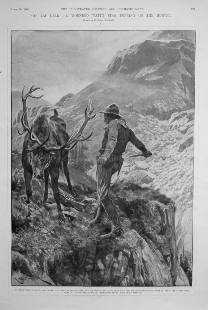 "Not Yet Dead. - A Wounded Wapiti Stag Turning on the Hunter."