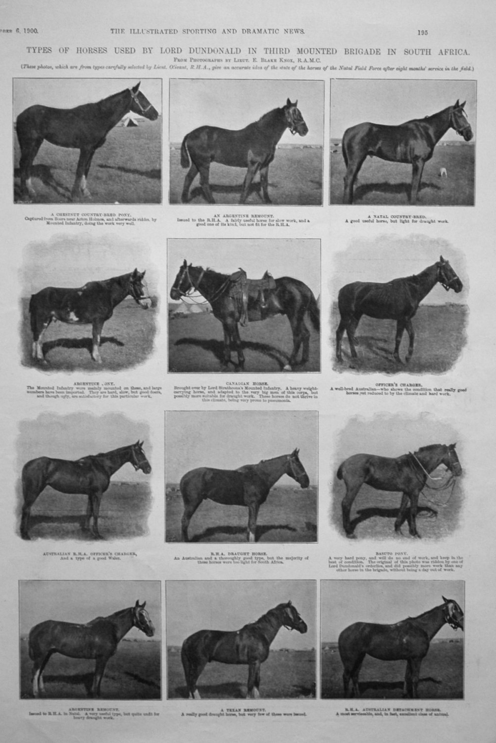 Types of Horses used by Lord Dundonald in Third Mounted Brigade in South Af
