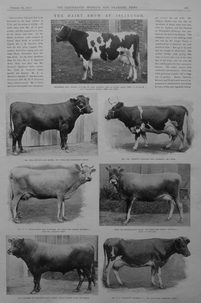 The Dairy Show at Islington. 1899