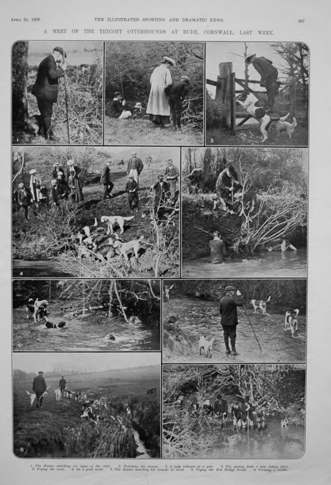 A Meet of the Tetcott Otterhounds at Bude, Cornwall. 1909