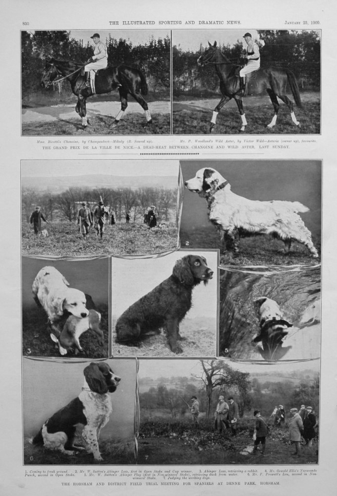 The Horsham and District Field Trial Meeting for Spaniels at Denne Park, Horsham. 1909