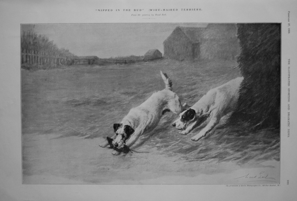"Nipped in the Bud" (Wire Haired Terriers). 1909