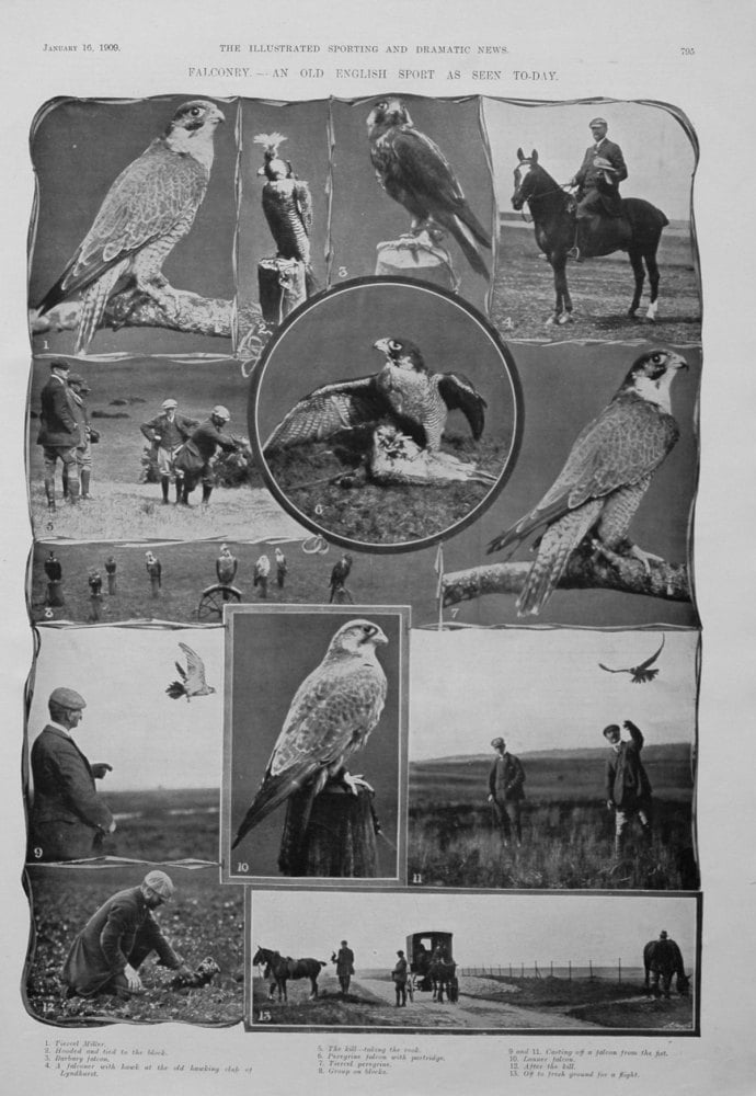 Falconry.- An Old English Sport As Seen Today. 1909