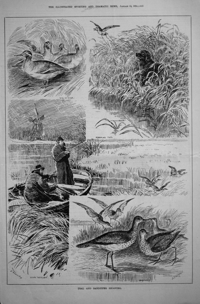 Teal and Sandpiper Shooting. 1884