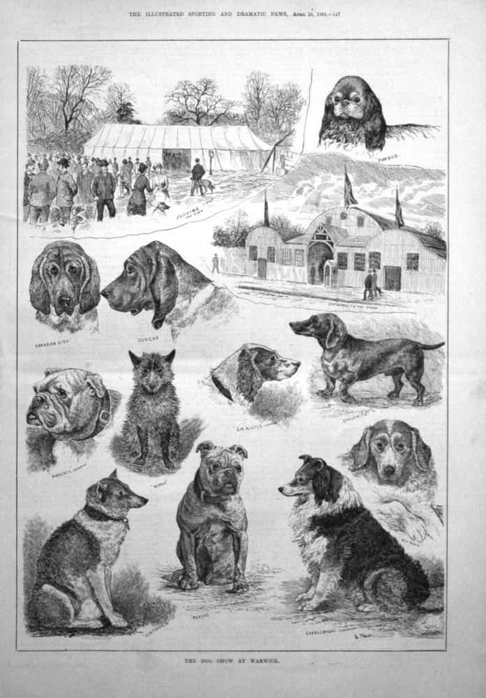 The Dog Show at Warwick. 1884