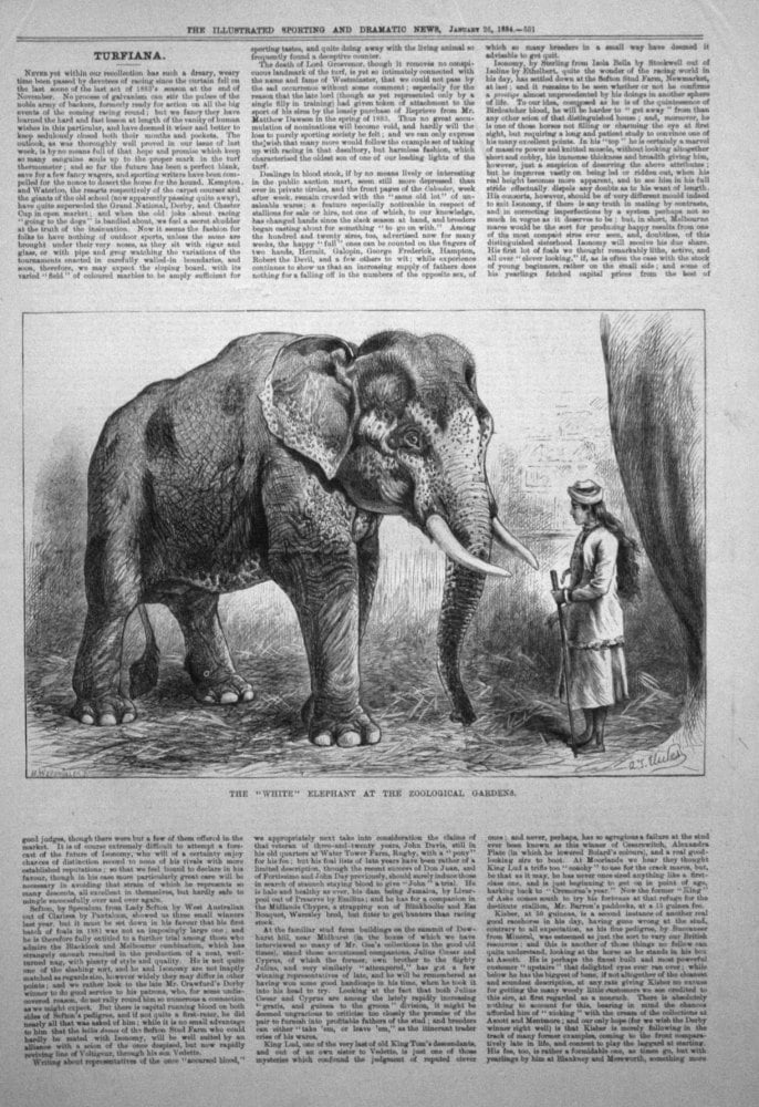The "White' Elephant at the Zoological Gardens. 1884