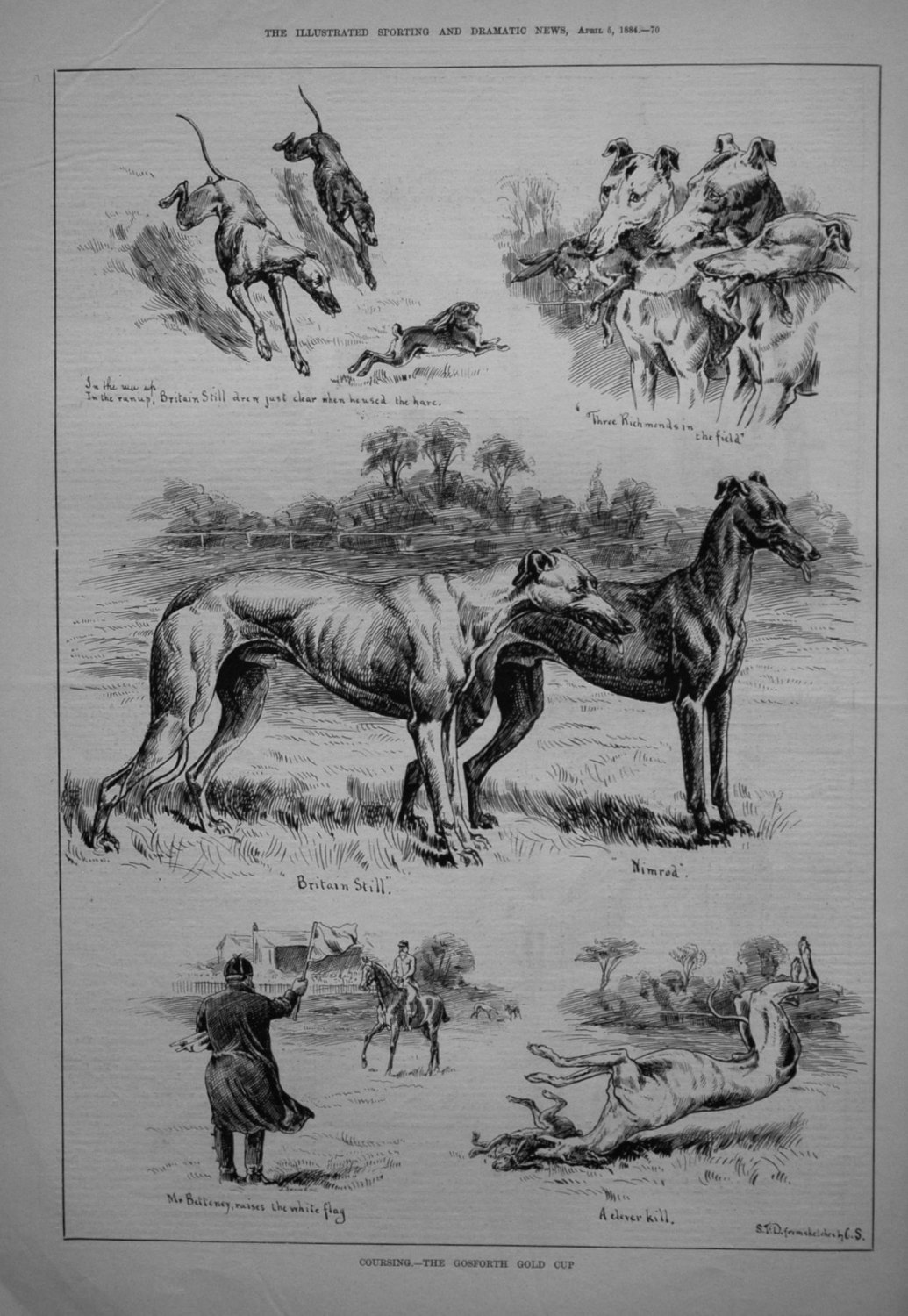 Coursing. - The Gosforth Gold Cup. 1884