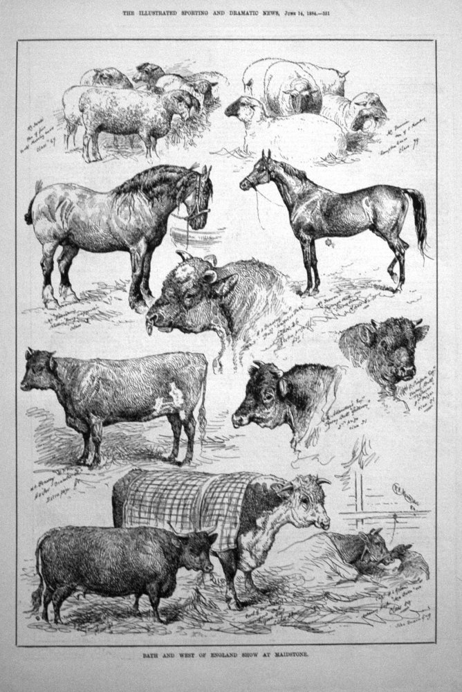 Bath and West of England Show at Maidstone. 1884