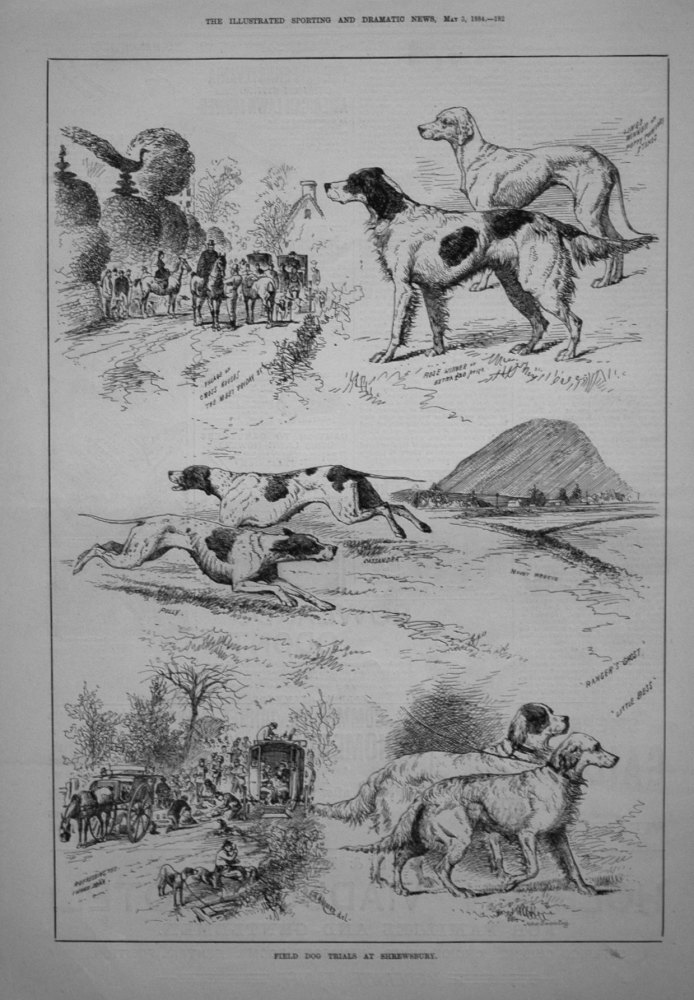 Field Dog Trials at Shrewsbury. 1884