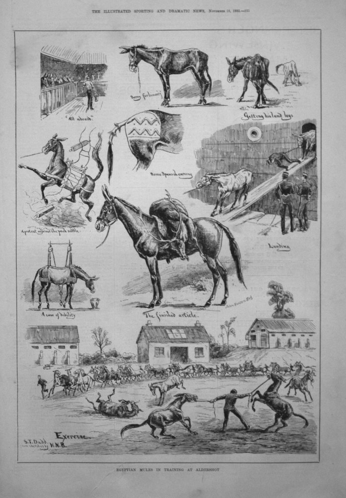Egyptian Mules in Training at Aldershot. 1882