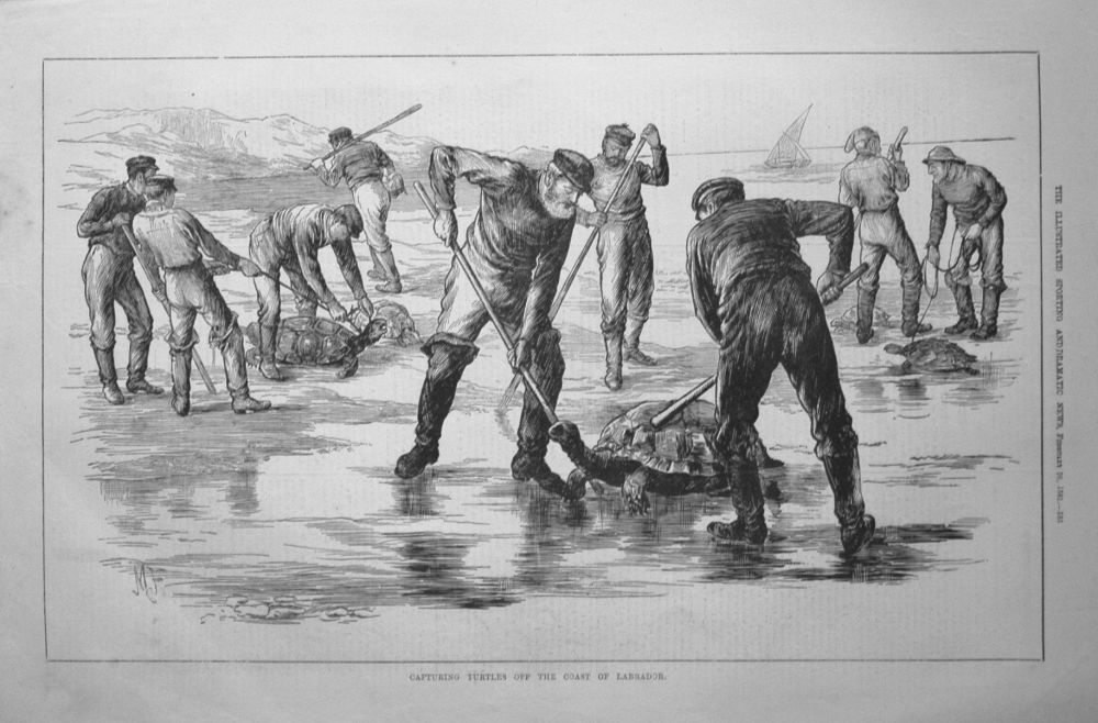 Capturing Turtles off the Coast of Labrador. 1881