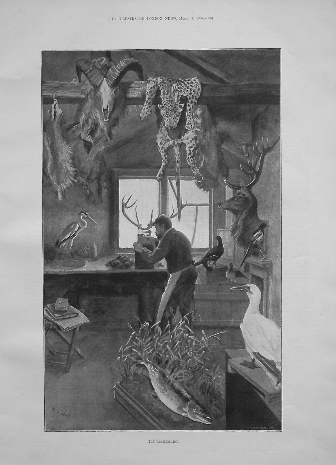 The Taxidermist. 1896