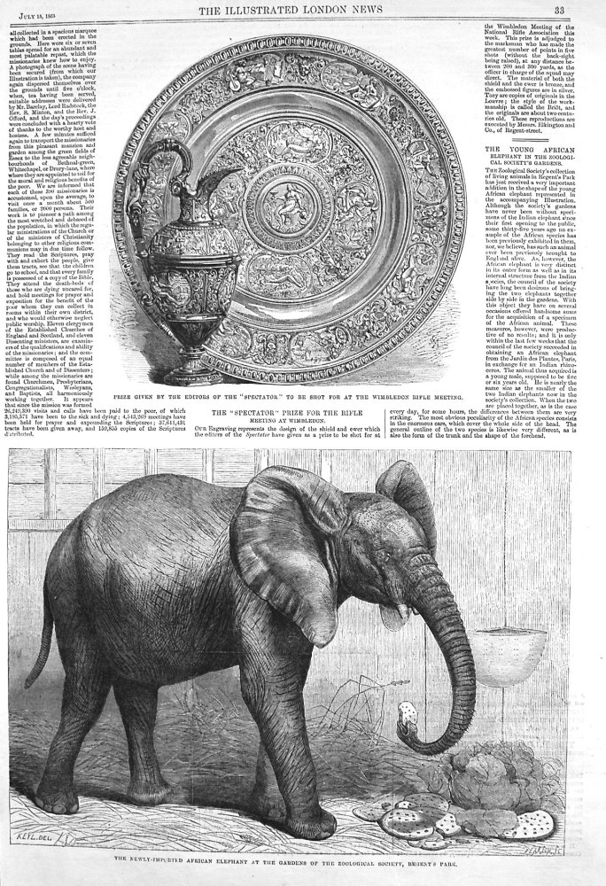 The Young African Elephant in the Zoological Society's Gardens. 1865