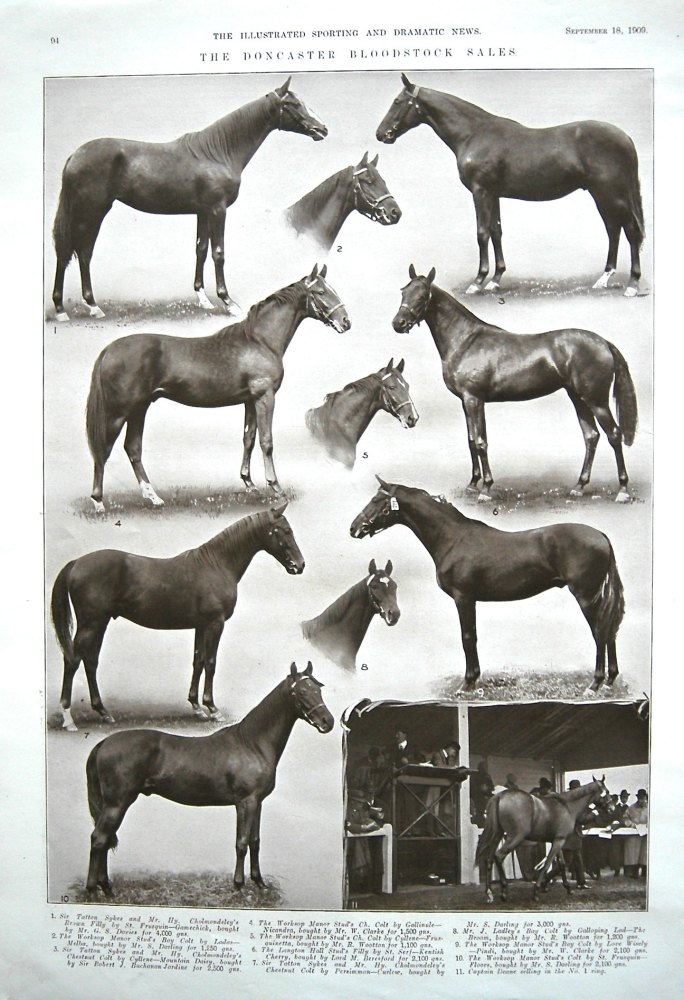 Doncaster Bloodstock Sales. 1909.