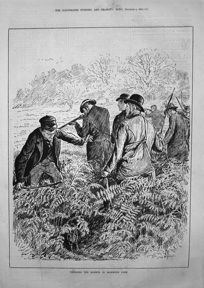 Thinning the Rabbits in Richmond Park. 1882
