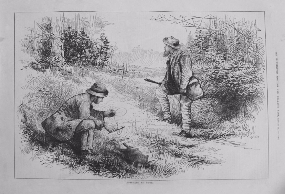 Poachers at Work. 1881