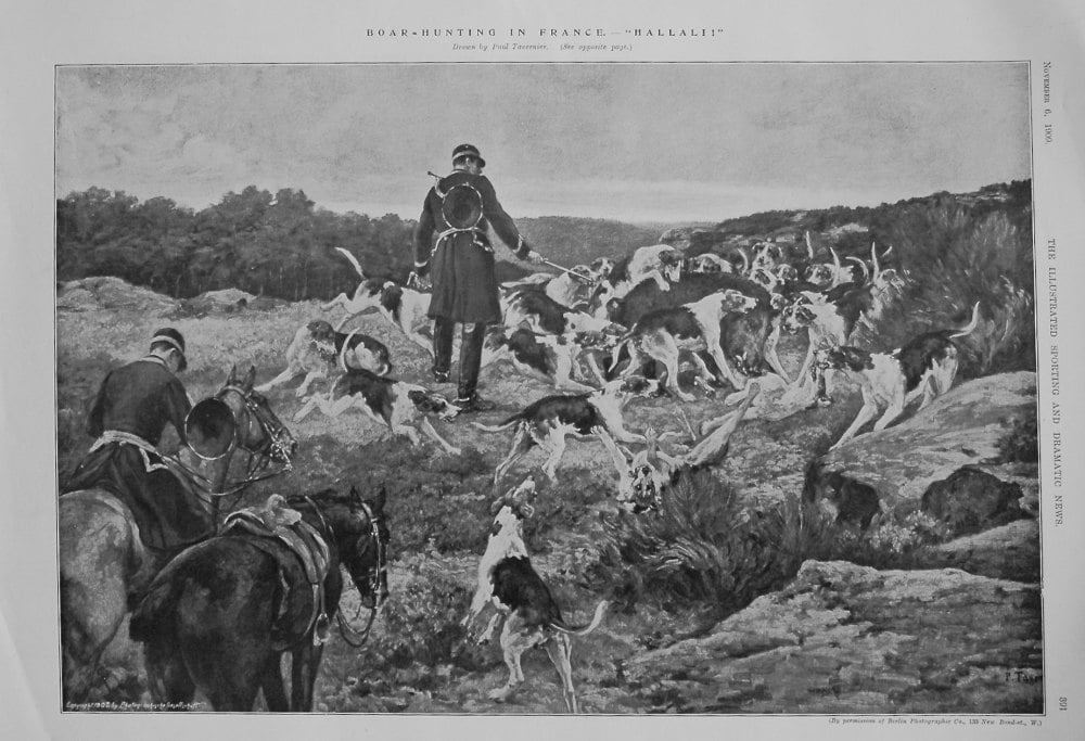 Boar-Hunting in France. - "Hallali !" 1909
