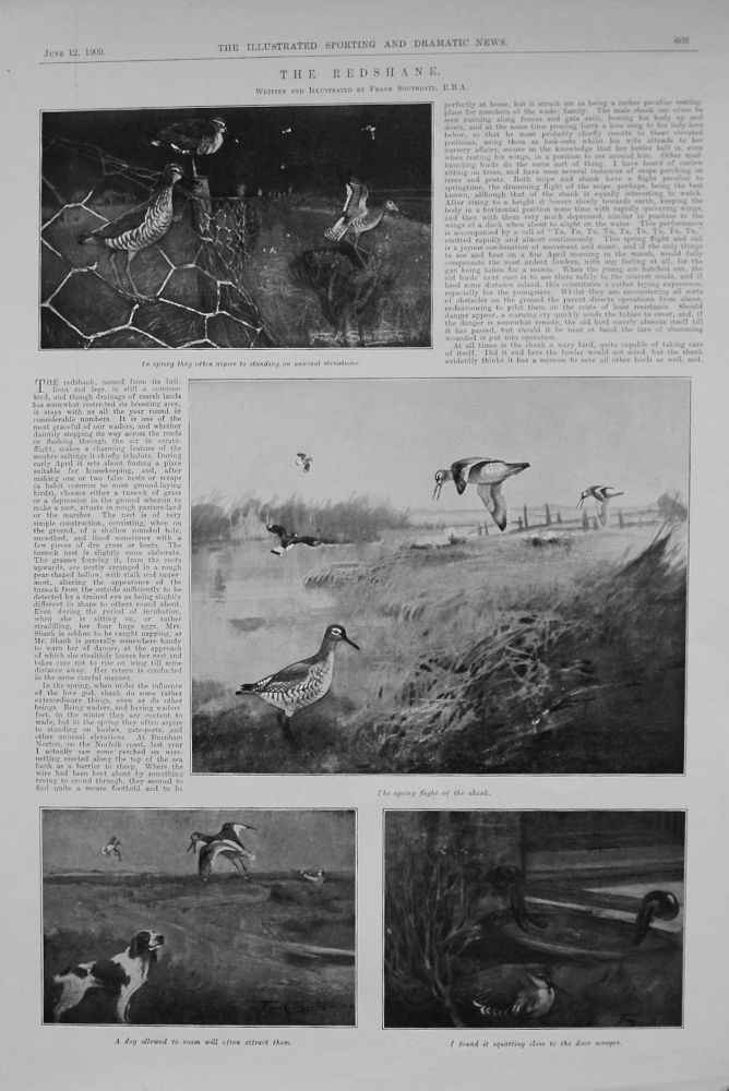 The Redshank. 1909