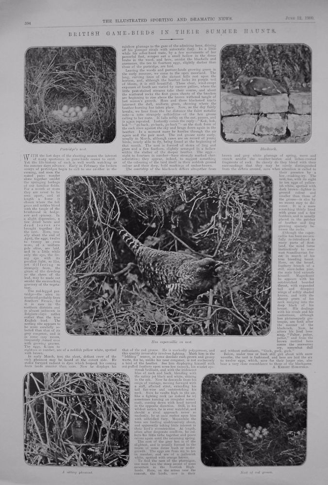 British Game-Birds in their Summer Haunts. 1909