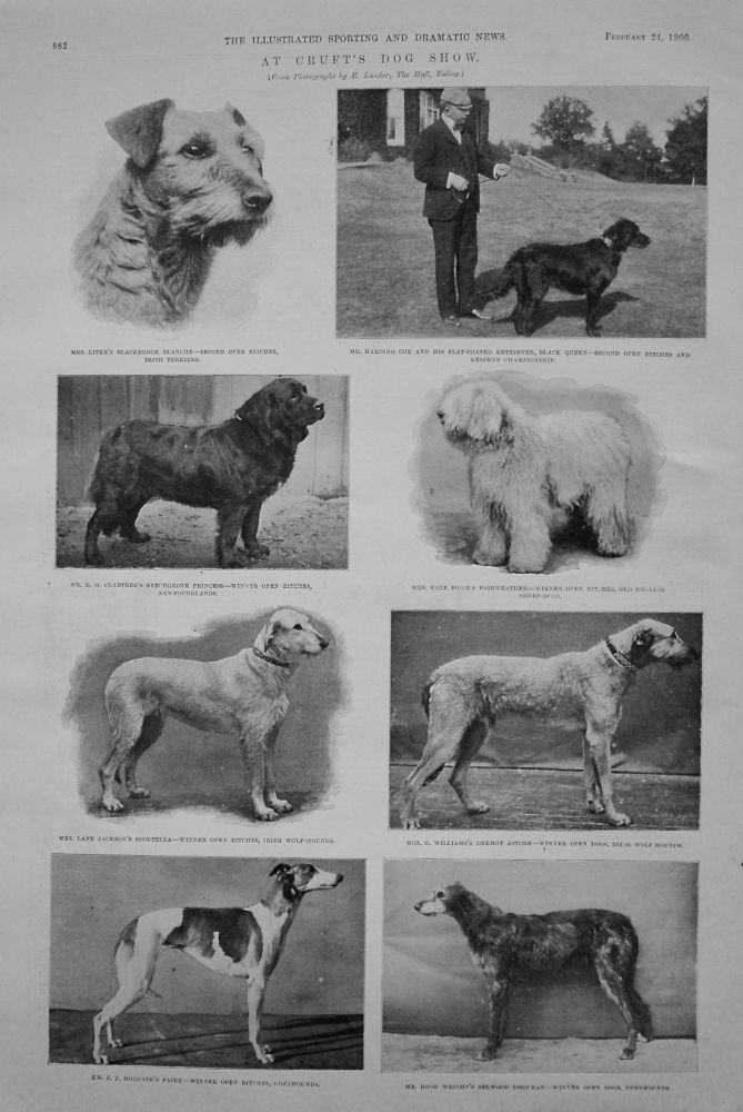Cruft's Dog Show. February 24th 1900