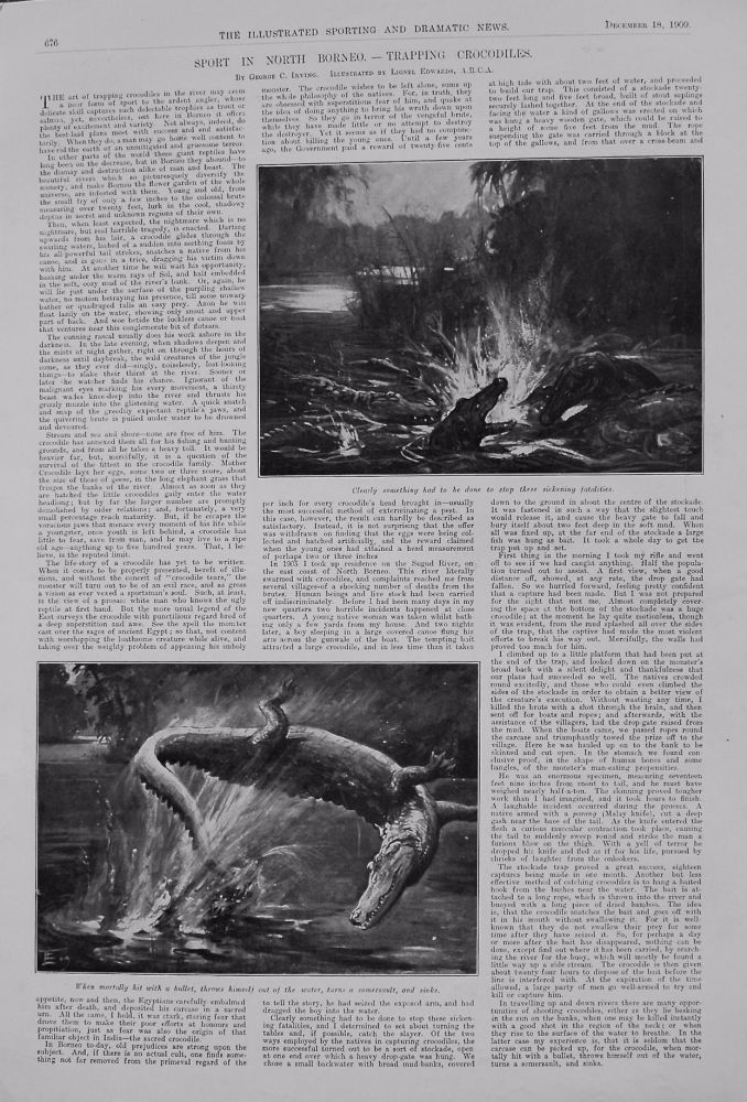 Sport in North Borneo. - Trapping Crocodiles. 1909