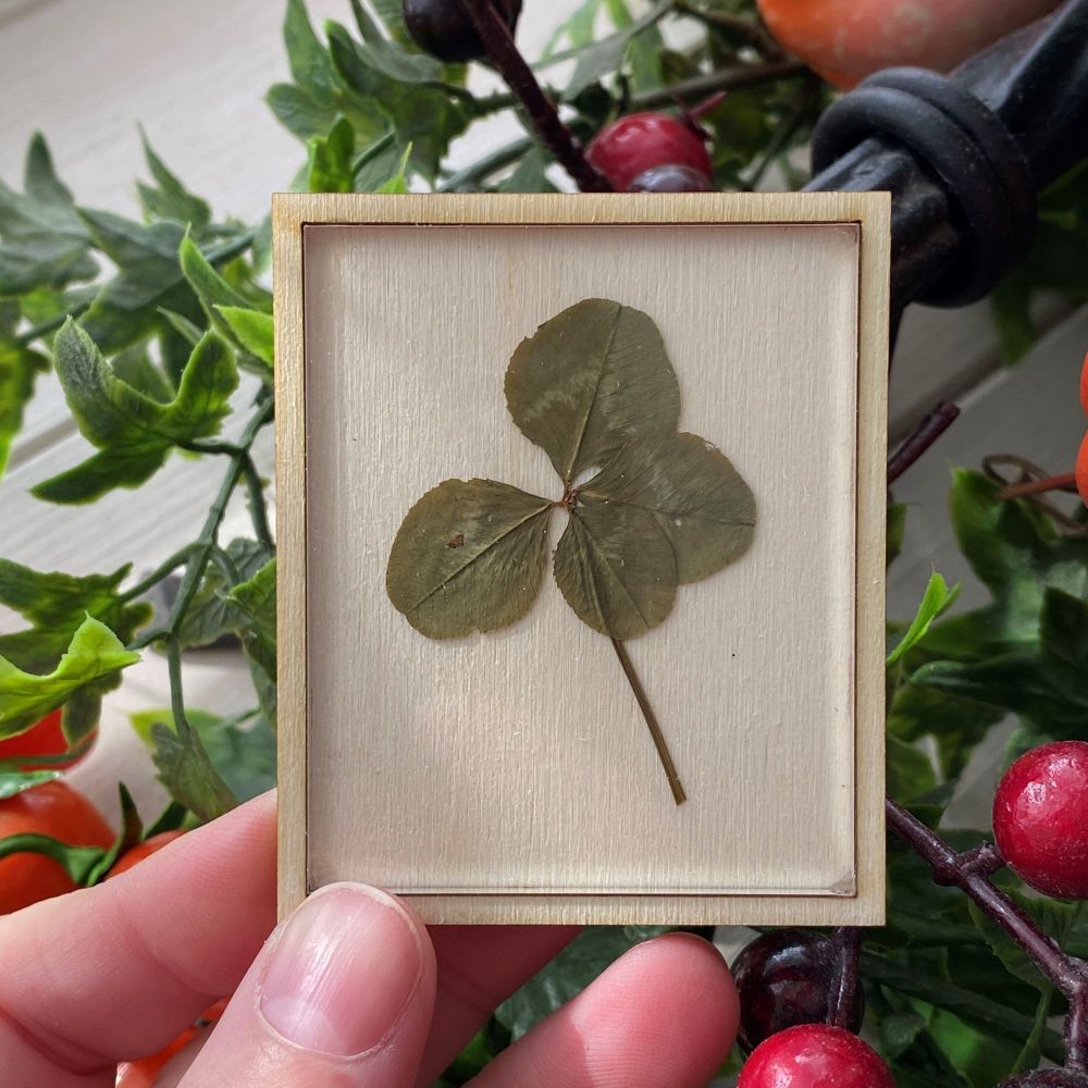 ** Cute Four Leaf Clover in a Wooden Frame ~#1