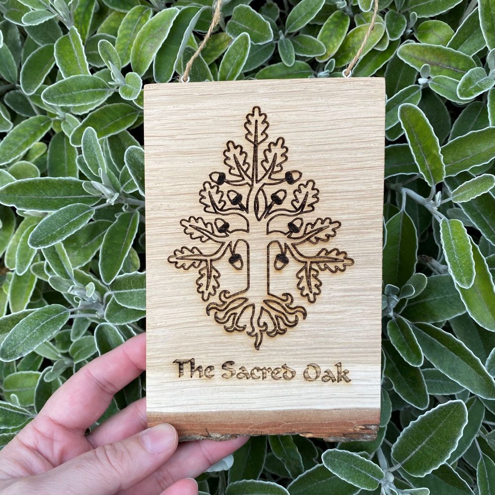 The Sacred Oak  Hanging Oak Slice
