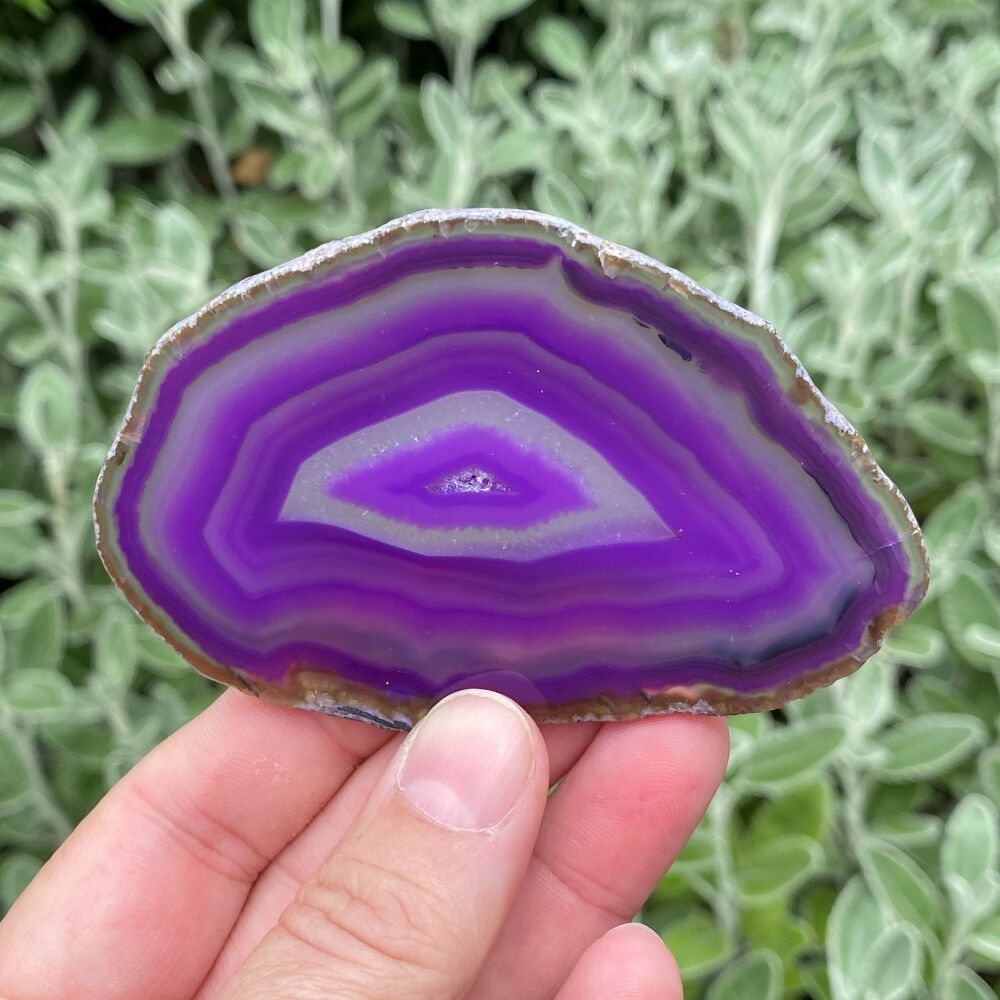 Agate Slice with stunning purple bands ~ #T25