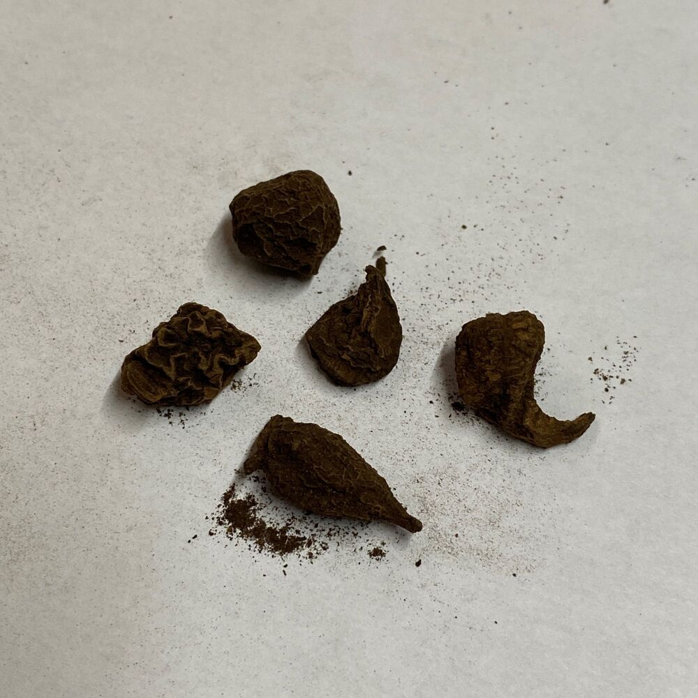 High John Root Pack of 5 Small Roots ~ #5