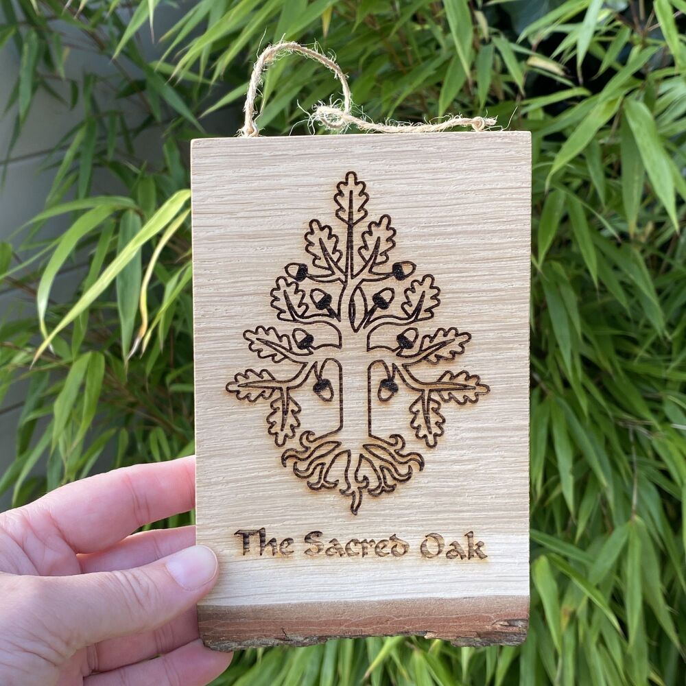 The Sacred Oak  Hanging Oak Slice