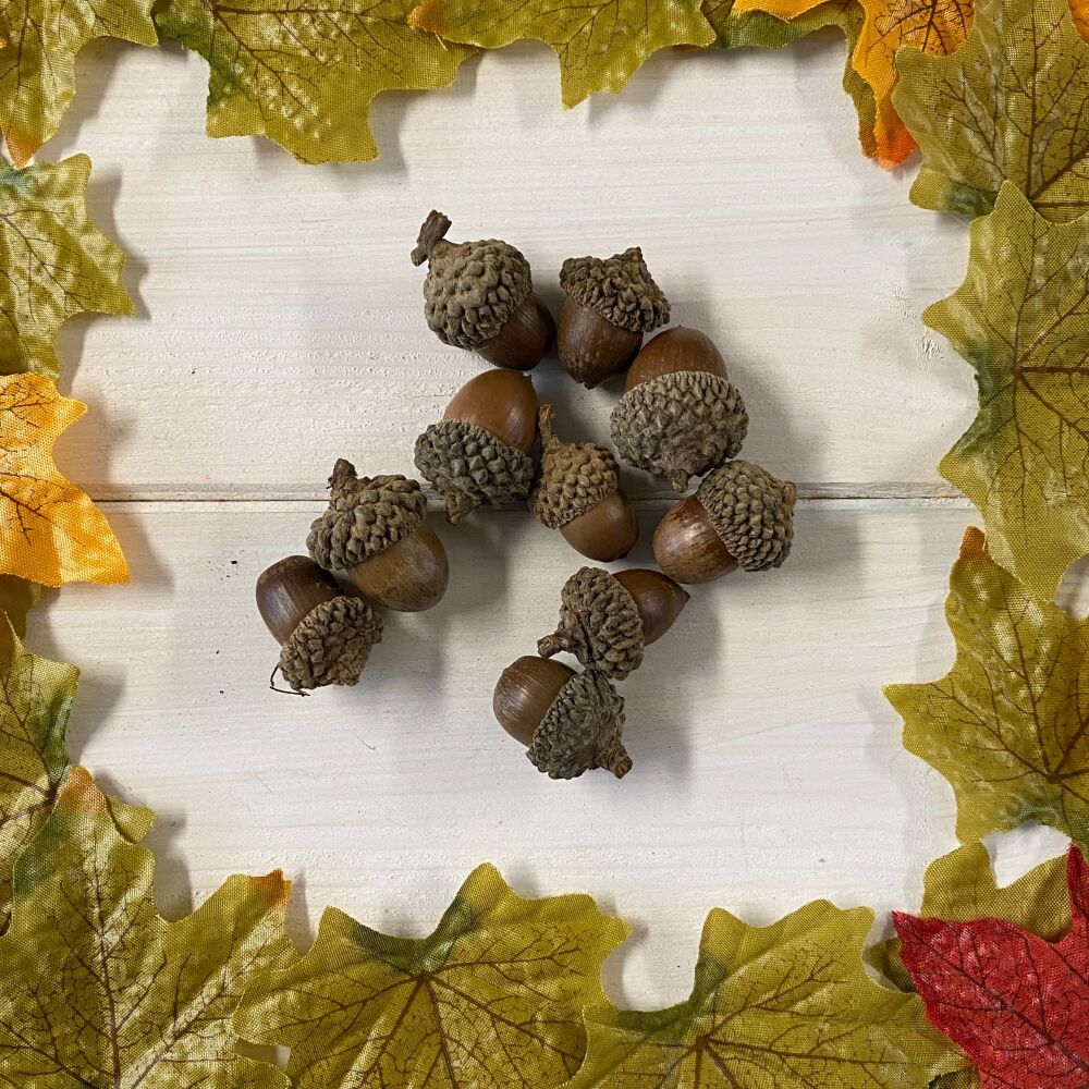 A bag of 10 Acorns