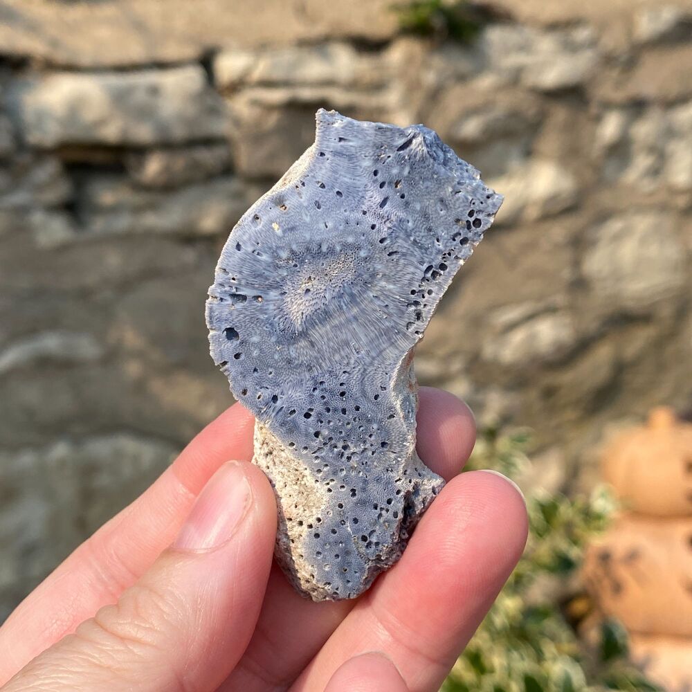 Blue Coral Slice