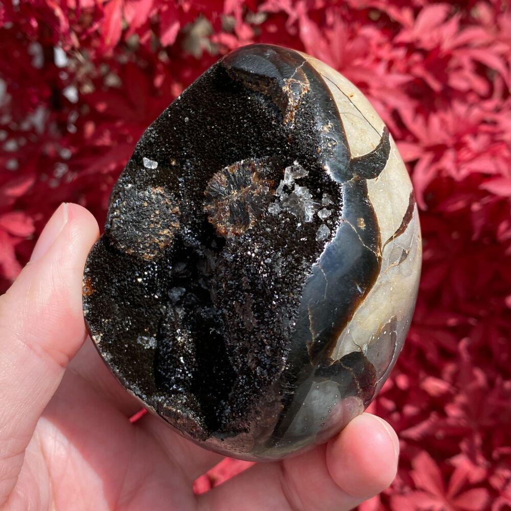 Septarian Egg with stand