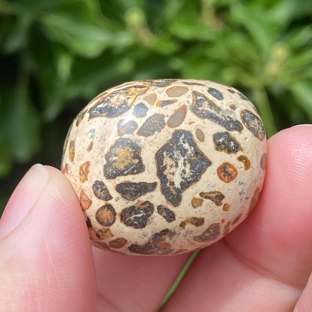 Leopardite Tumble Stone #4